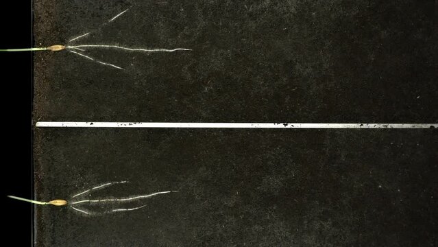 Electromagnetic field effect to oat grains grow in rhizobox
