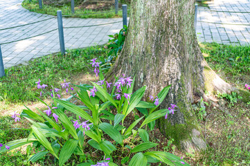 ひっそり咲くシラン