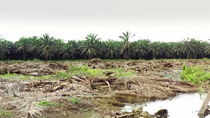elephant in the middle of a landscape destroyed by palm oil and deforestation in Borneo, Malaysia