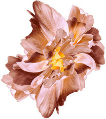 Tulip. Flower on isolated background. For design. Closeup. Transparent background	