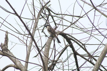 kutilang bird piercing on a tree 