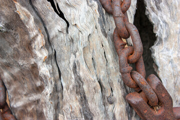 Rustic iron chain hangs from sturdy tree trunk, blending nature with man-made. Aged, textured,...