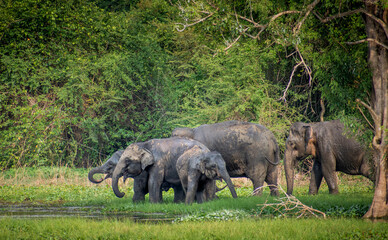 A herd of Elephants drinking from a water hole 
