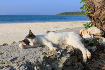 Fototapeta premium ビーチの海岸で眠る猫
