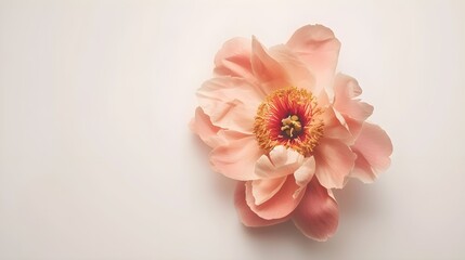 Peachy peony flower on white background. Minimal stylish still life floral composition