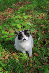 草地に座ってこちらを見上げる猫