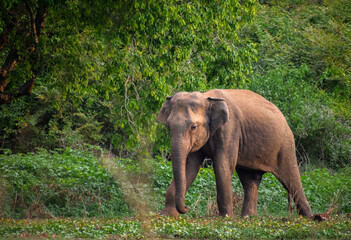 elephant in the wild