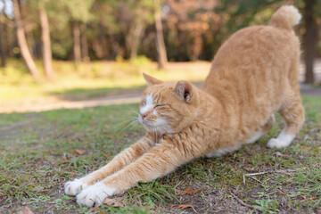 伸びをする白茶柄の猫