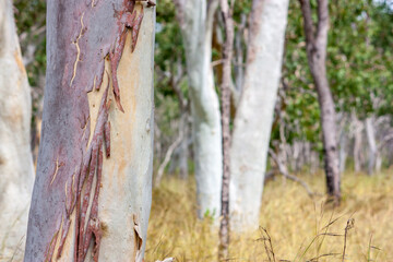 bushland, Outback scenery in Far North Queensland, Australia