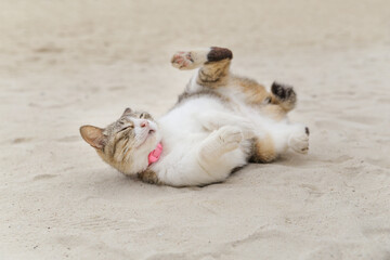 海岸の砂浜で仰向けに寝転んで甘える猫