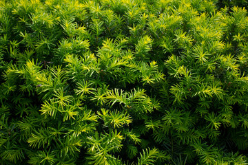 Taxus baccata close up. Green branches of yew tree(Taxus baccata, English yew