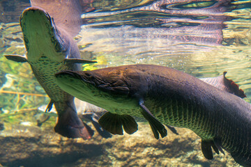Arapaima gigas, one of the largest fish living in the Amazon River