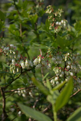 White flowers on blueberry stem