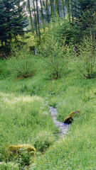 Stream in the black forest, Germany