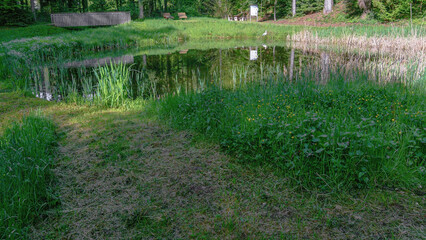 Grass, water and reflection
