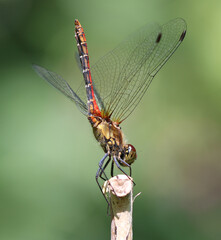 Blutrote Heidelibelle - Ruddy Darter