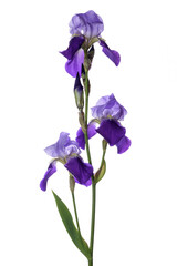 blue iris isolated on white
