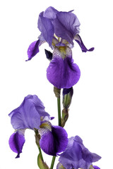 blue iris isolated on white