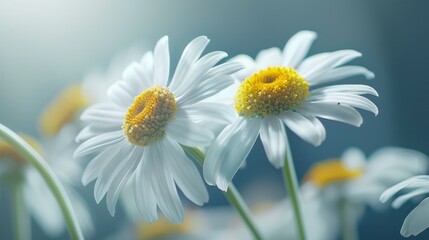  chamomile flowers, highlighting their delicate white petals and soothing aroma. 