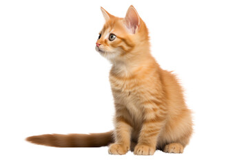 Cute orange kitten sitting on a white background, looking off to the side with wide eyes.