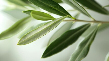 Obraz premium highlighting its delicate green color and earthy aroma. 