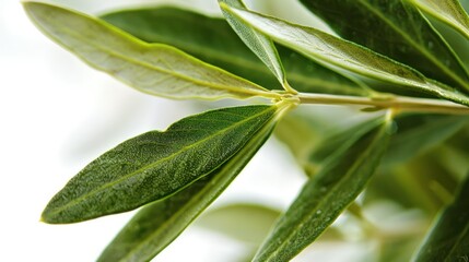 Obraz premium highlighting its delicate green color and earthy aroma. 