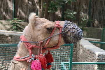 Closeup of head of an Indian Camel walking on the path