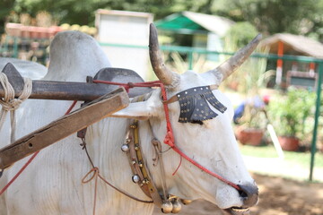 Closeup of a small Indian Cow or bull 