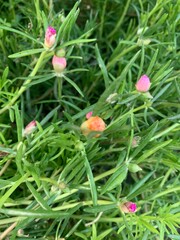 Image of small colorful flowers with green leaves.