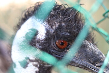 Closeup of Eyes of An Emu bird in a cage with reflective eyes