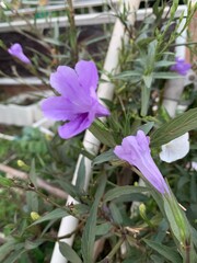 Image of purple flowers with green leaves, blurred background.