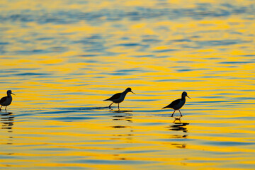 Wading birds in silhouette at sunrise