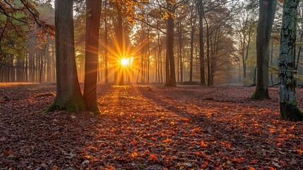 Fototapeta premium beauty of a sunrise over a tranquil forest
