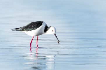 Pied stilt wading and searching for crab