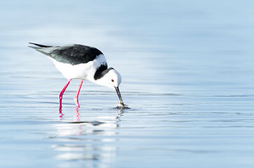 Pied stilt wading and searching for crab