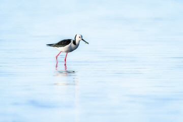 Pied stilt wading and searching for crab