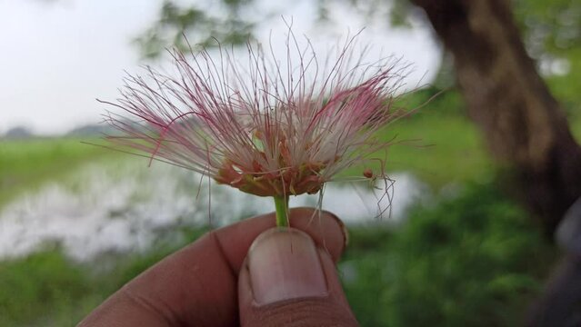 the sama flower