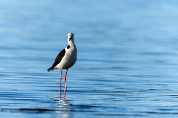 Pied stilt wading standing tall