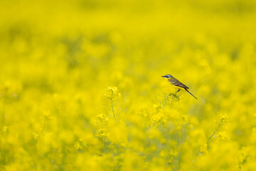 Yellow Wagtailt sitting in the beautiful and colorful yellow rapeseed. Yellow in Yellow landscape