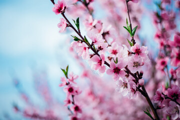 Selective focus of beautiful branches, pink blooming peach or apricot on a tree under a blue sky,...