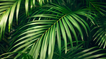 Exotic green palm leaves. Minimal tropical nature concept