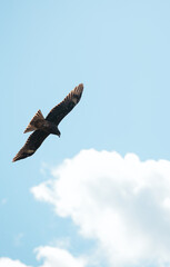 Up in the sky