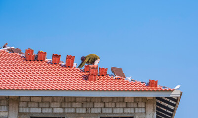 Construction worker is laying aluminum foil coated insulation and orange roof tiles on hip roof...