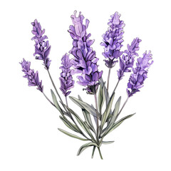 A beautiful bouquet of lavender flowers.