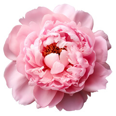 A beautiful pink peony isolated on a transparent background.