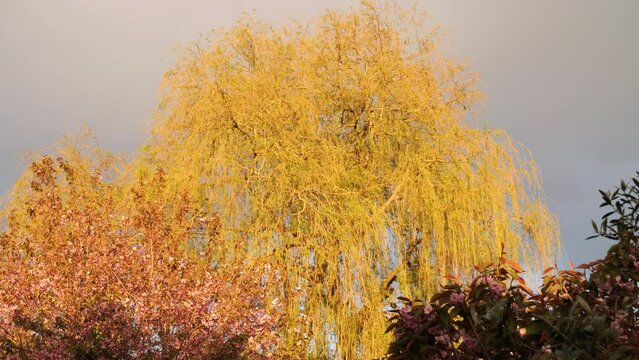 Beautiful weeping willow tree. Bathed in warm mid day sunlight. Grey sky and rainbow. Summer weather concept