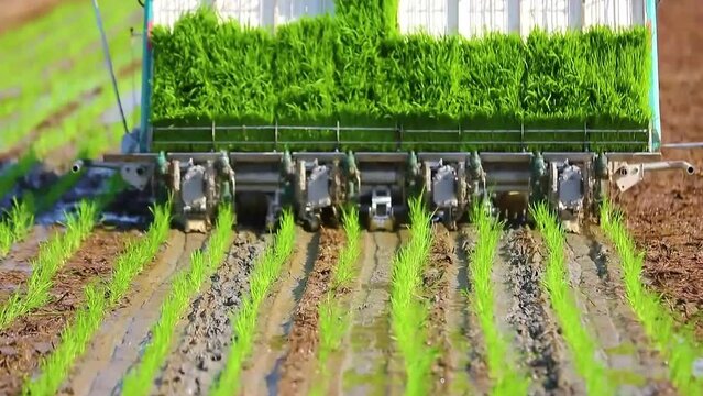 Farmer Using Rice Planter Machine Or Transplanter Tractor Planting Rice Seedlings Into Paddy Field
