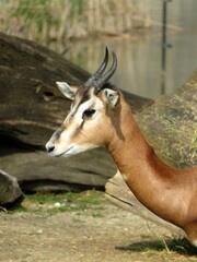 Antilope