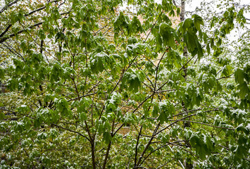 MAY SNOW FALLING ON SPRING GREEN FOLIAGE