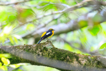 新緑の林で美しくさえずる可愛いキビタキ（ヒタキ科）。

日本国神奈川県相模原市、早戸川林道にて。
2024年4月撮影。

A lovely Narcissus Flycatcher, (Ficedula narcissina, family Cyanopterygidae) singing beautifully in in the fresh greenery woods.

At Hayato